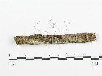 藏品(阿太菌屬)的圖片