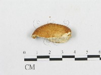 藏品(寬鱗多孔菌)的圖片