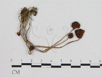 藏品(小菇屬)的圖片