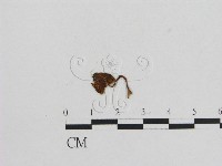 藏品(小菇屬)的圖片