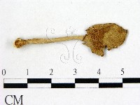 藏品(鵝膏屬)的圖片