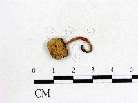 藏品(鬼傘屬)的圖片