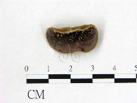 藏品(毛木耳)的圖片