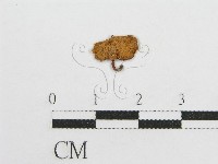 藏品(微皮傘屬)的圖片