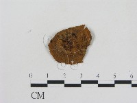 藏品(乳菇屬)的圖片