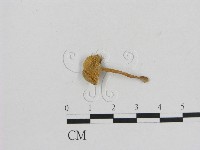 藏品(小菇屬)的圖片