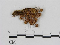 藏品(小菇屬)的圖片