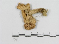 藏品(紅菇屬)的圖片