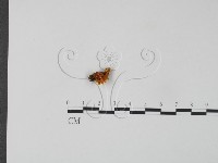 藏品(銀耳屬)的圖片