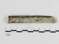 藏品(絲齒菌屬)的圖片