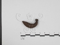 藏品(炭角菌屬)的圖片