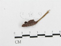 藏品()的圖片