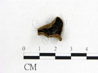 藏品(木耳屬)的圖片