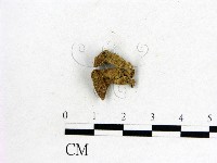 藏品(木耳屬)的圖片