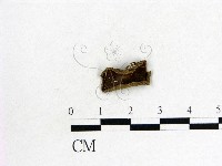 藏品(木耳屬)的圖片