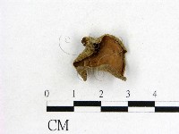 藏品(木耳屬)的圖片