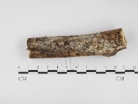 藏品(冇骨消絲齒菌)的圖片