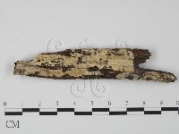 藏品(齒耳菌屬)的圖片