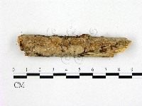 藏品(顯絲菌屬)的圖片