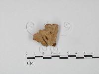 藏品(韌革菌屬)的圖片