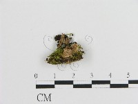 藏品(刺皮菌屬)的圖片