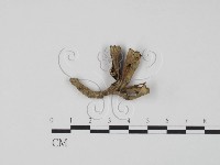 藏品(棕色革菌)的圖片