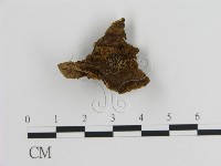 藏品(蜂窩菌屬)的圖片