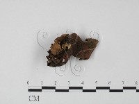 藏品(韌革菌屬)的圖片