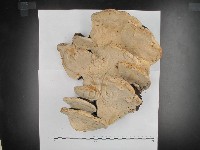 藏品(松生擬層孔菌)的圖片