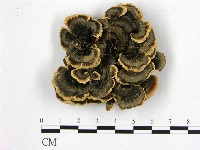 藏品(雲芝)的圖片