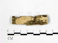 藏品(顯絲菌屬)的圖片