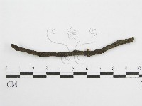 藏品(微皮傘屬)的圖片