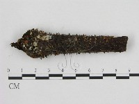 藏品(小菇屬)的圖片