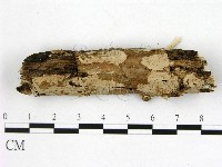 藏品(顯絲菌屬)的圖片