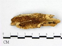 藏品(花耳屬)的圖片