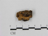 藏品(銳孔菌屬)的圖片