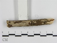 藏品(刺皮菌屬)的圖片