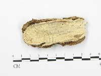 藏品(射脈菌屬)的圖片