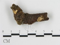 藏品(蜂窩菌屬)的圖片