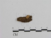 藏品(銳孔菌屬)的圖片