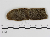 藏品(蜂窩菌屬)的圖片