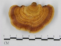 藏品(相鄰小孔菌)的圖片