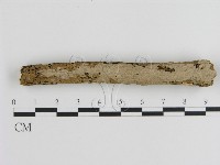 藏品(刺皮菌屬)的圖片