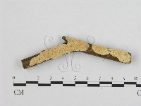 藏品(銳孔菌屬)的圖片