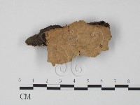 藏品(韌革菌屬)的圖片