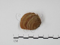 藏品(韌革菌屬)的圖片