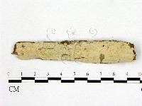 藏品(顯絲菌屬)的圖片