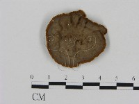 藏品(刺革菌屬)的圖片