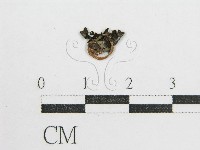 藏品(鬼傘屬)的圖片