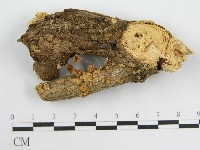 藏品(微皮傘屬)的圖片